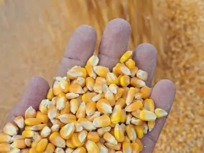 🌽 VENDA DE MILHO EM GRÃO DIRETO DA FAZENDA – REGIONAL PONTES E LACERDA