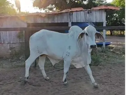 Touro Camapuã